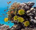 diving,underwater,fish,picture,Banner Fish